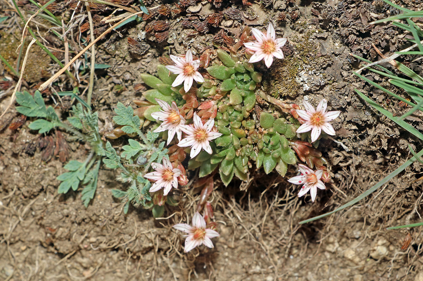 Image of Rosularia alpestris specimen.