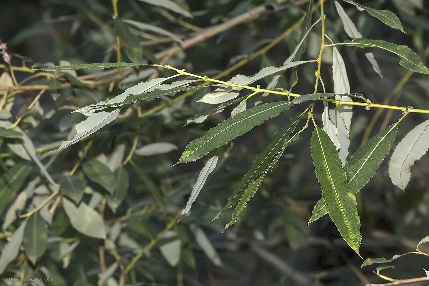 Image of Salix &times; alopecuroides specimen.