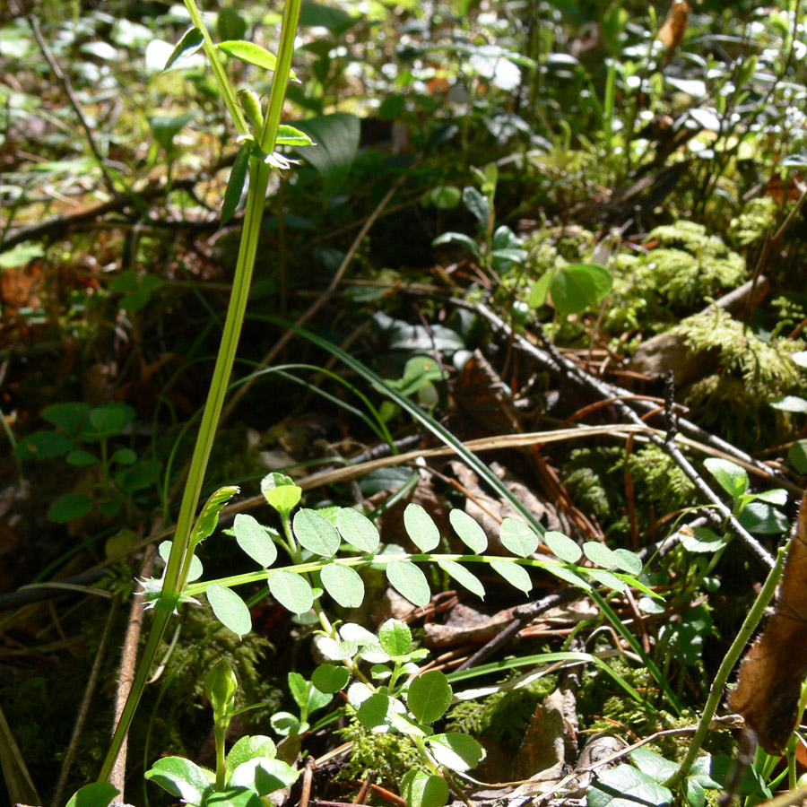 Изображение особи Vicia sylvatica.