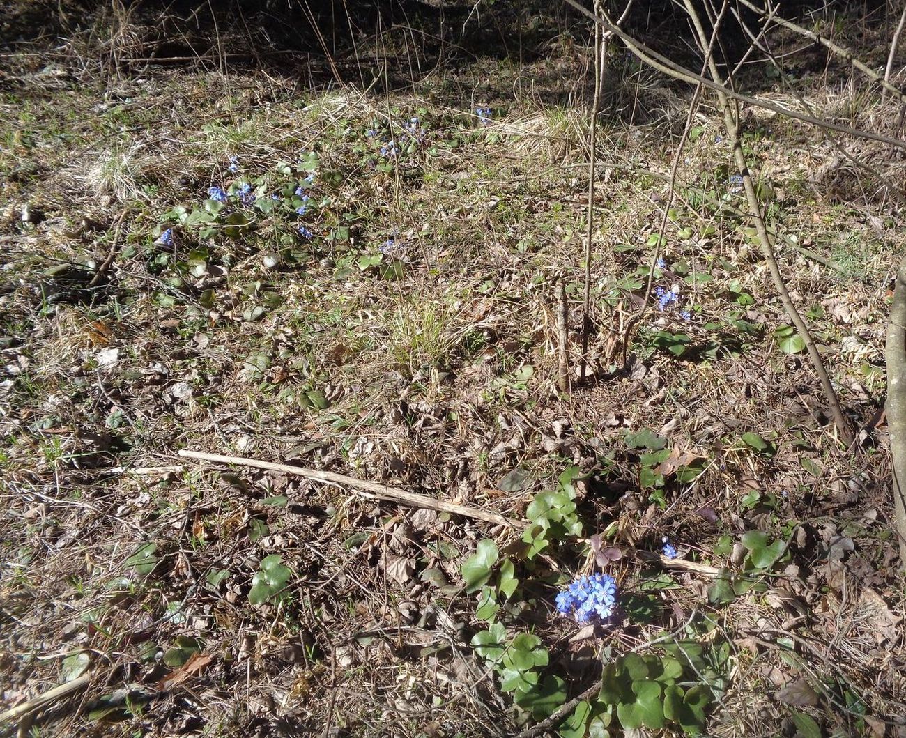 Image of Hepatica nobilis specimen.