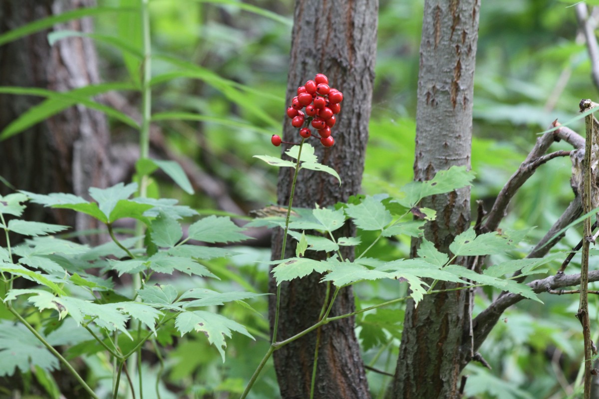 Image of Actaea erythrocarpa specimen.