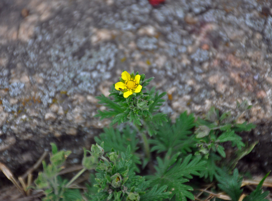 Изображение особи Potentilla approximata.