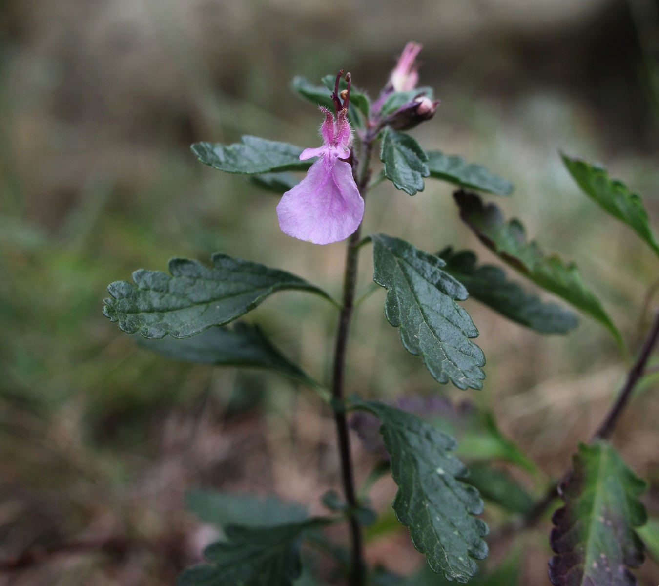 Изображение особи Teucrium chamaedrys.