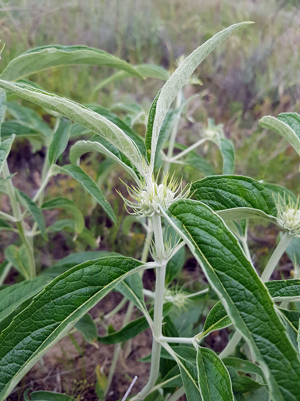 Изображение особи род Phlomis.