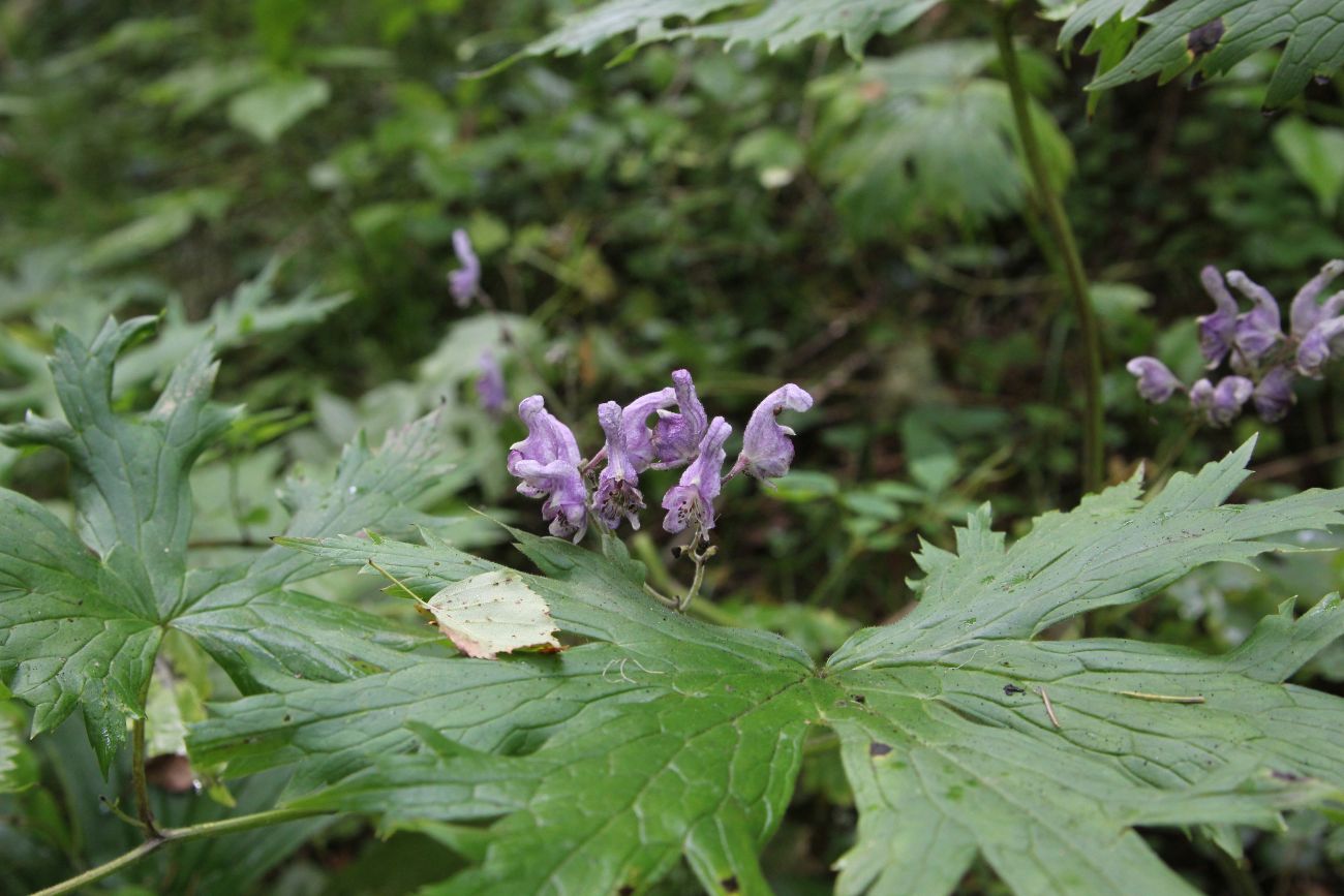 Изображение особи Aconitum septentrionale.