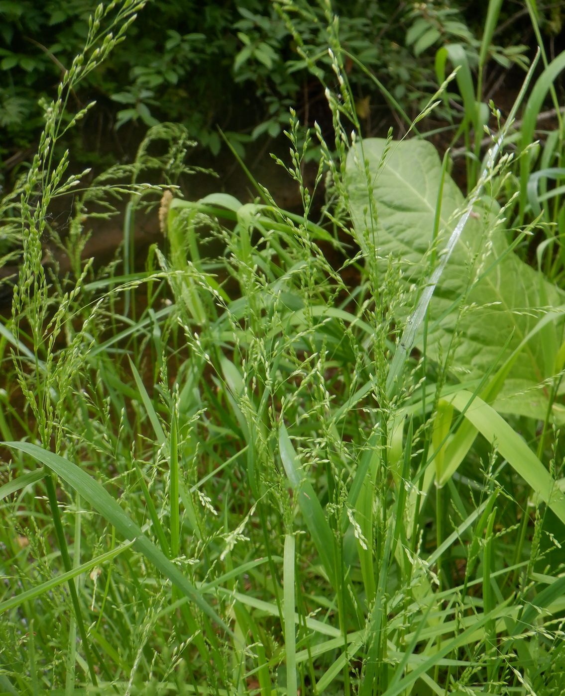 Image of Poa palustris specimen.