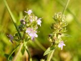 Thymus marschallianus. Соцветия. Окраина г. Донецк, каменистая осыпь на склоне степной балки. 11.06.2020.