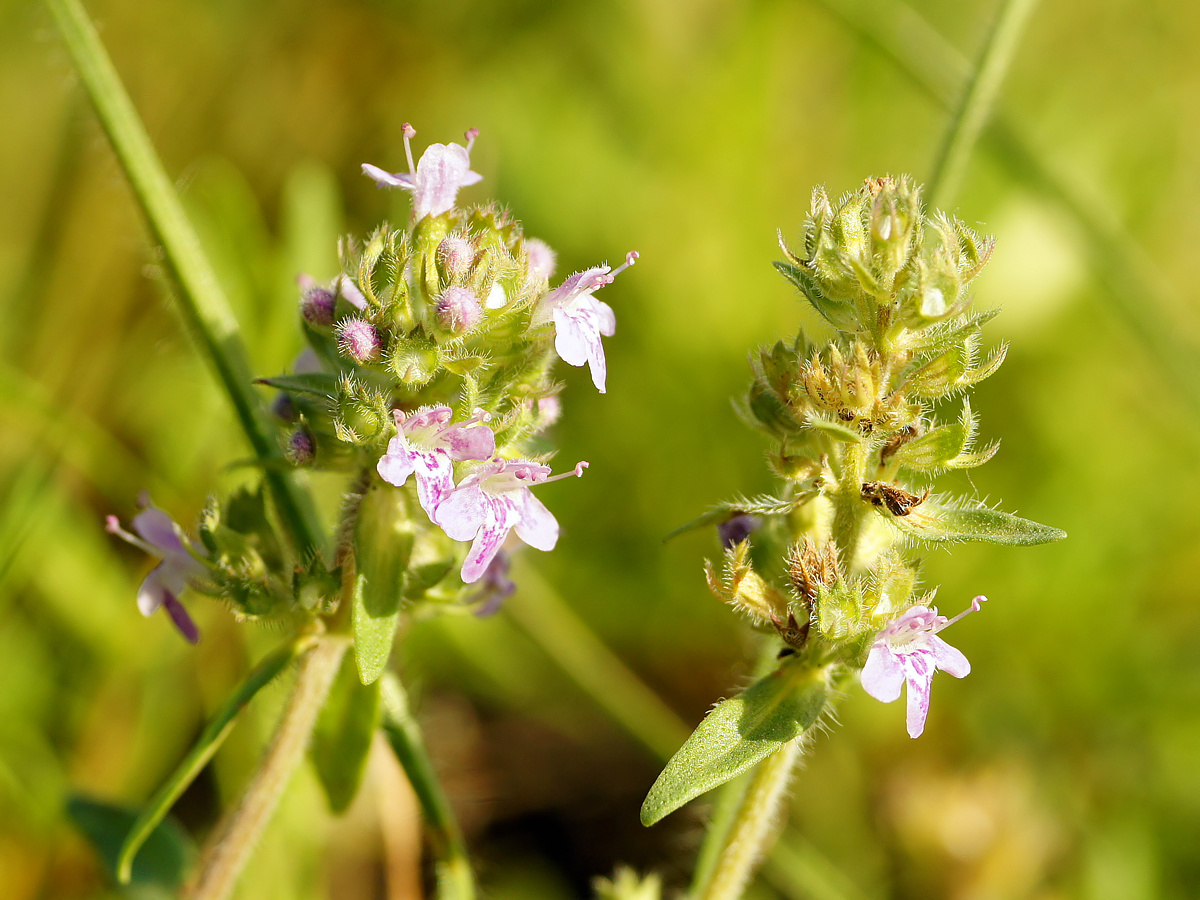 Изображение особи Thymus marschallianus.