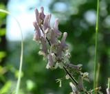 Aconitum septentrionale. Верхушка соцветия. Иркутская обл., Иркутский р-н, ур. Падь Еловая, смешанный лес. 20.07.2020.