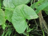 Dolichorrhiza caucasica. Лист с миной. Кабардино-Балкария, Эльбрусский р-н, долина р. Ирикчат, ок. 2700 м н.у.м., альпийский луг. 06.07.2020.