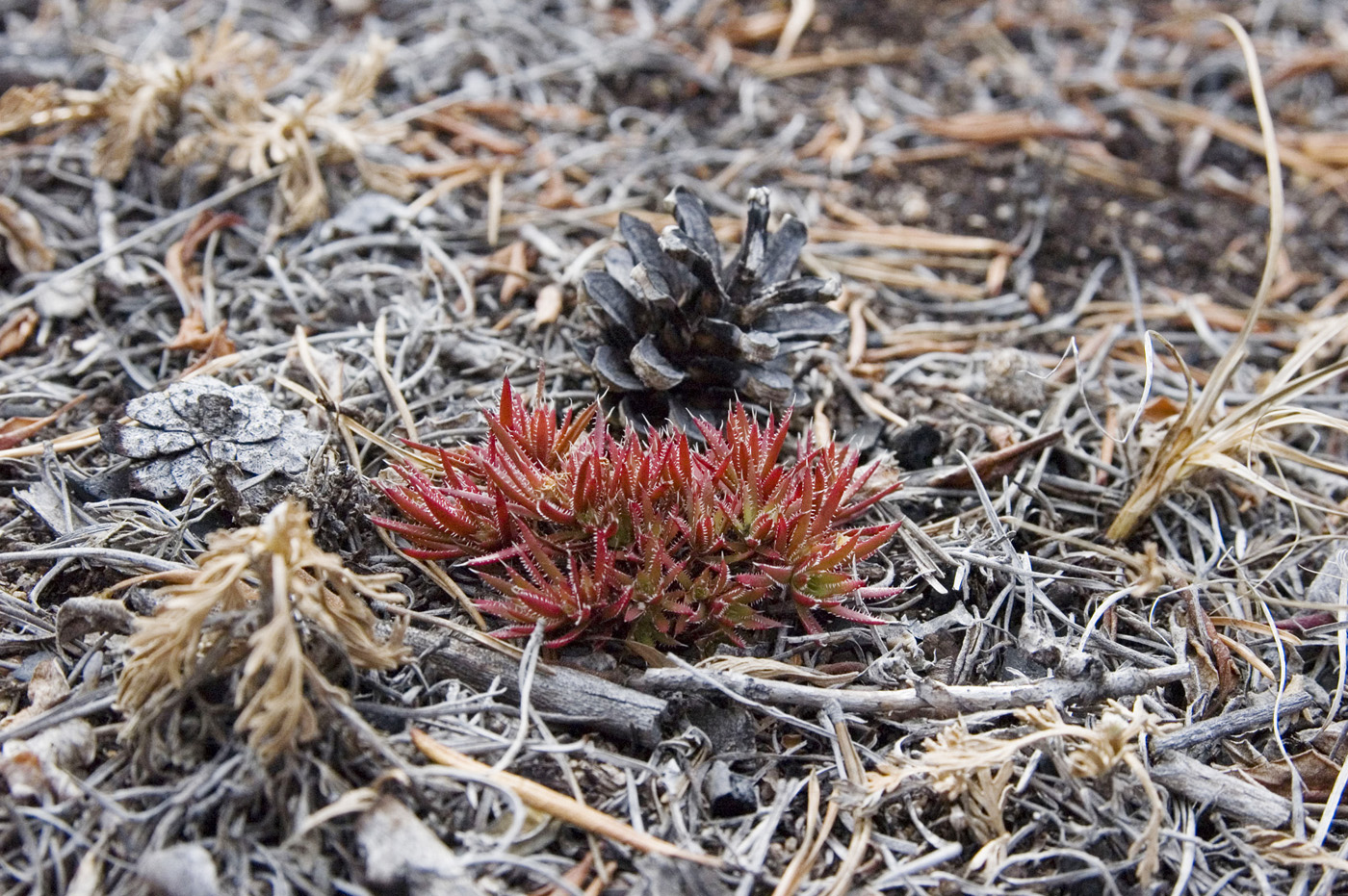 Image of Saxifraga spinulosa specimen.