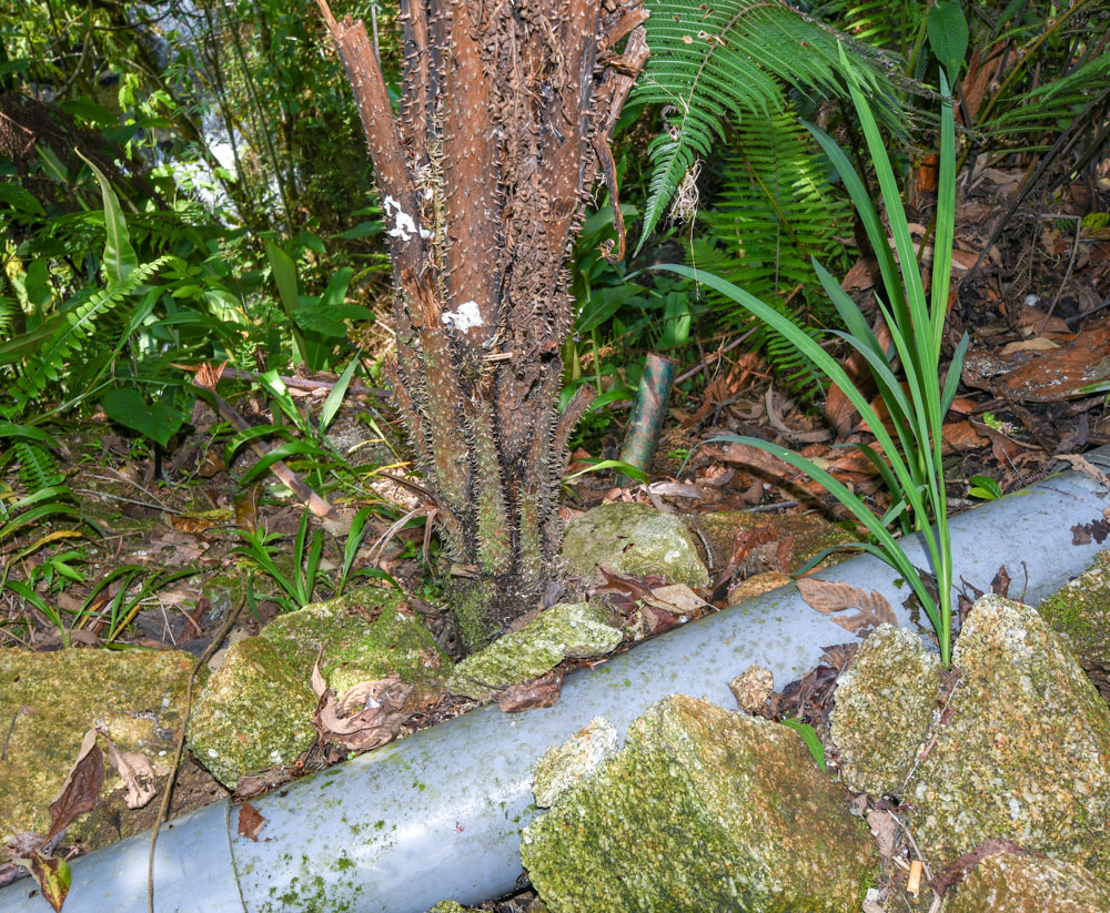 Изображение особи семейство Cyatheaceae.