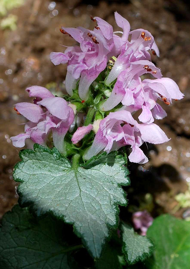 Изображение особи Lamium maculatum.