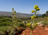 Galium verum