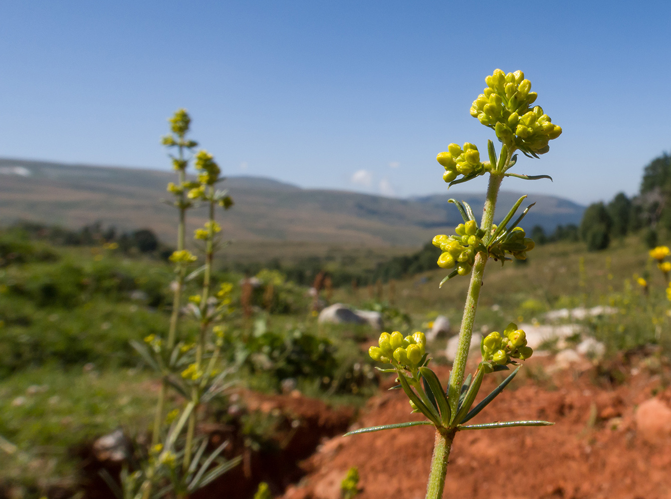 Image of Galium verum specimen.