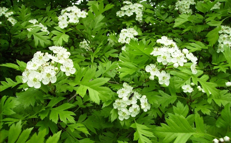 Image of Crataegus pinnatifida specimen.