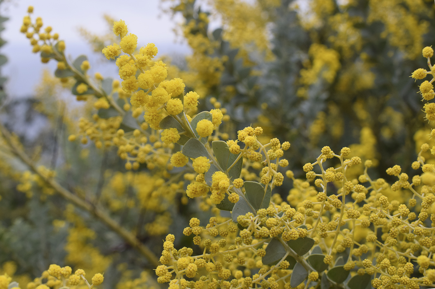 Изображение особи Acacia cultriformis.