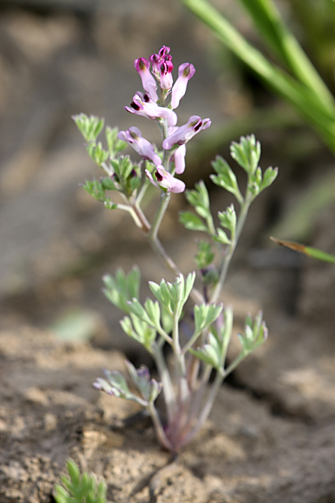 Image of Fumaria vaillantii specimen.
