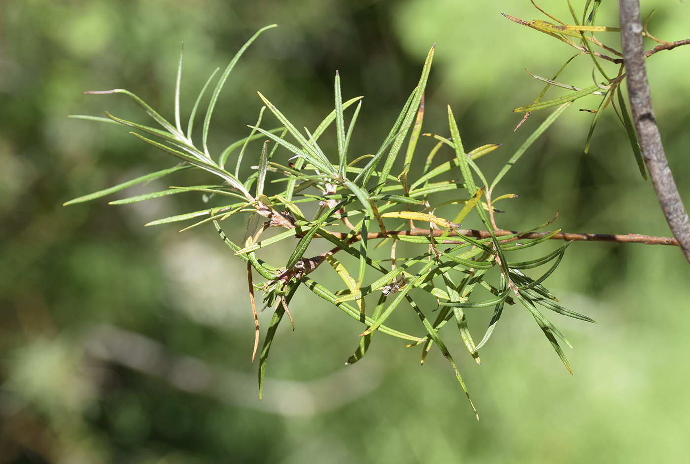 Image of Salix eleagnos specimen.