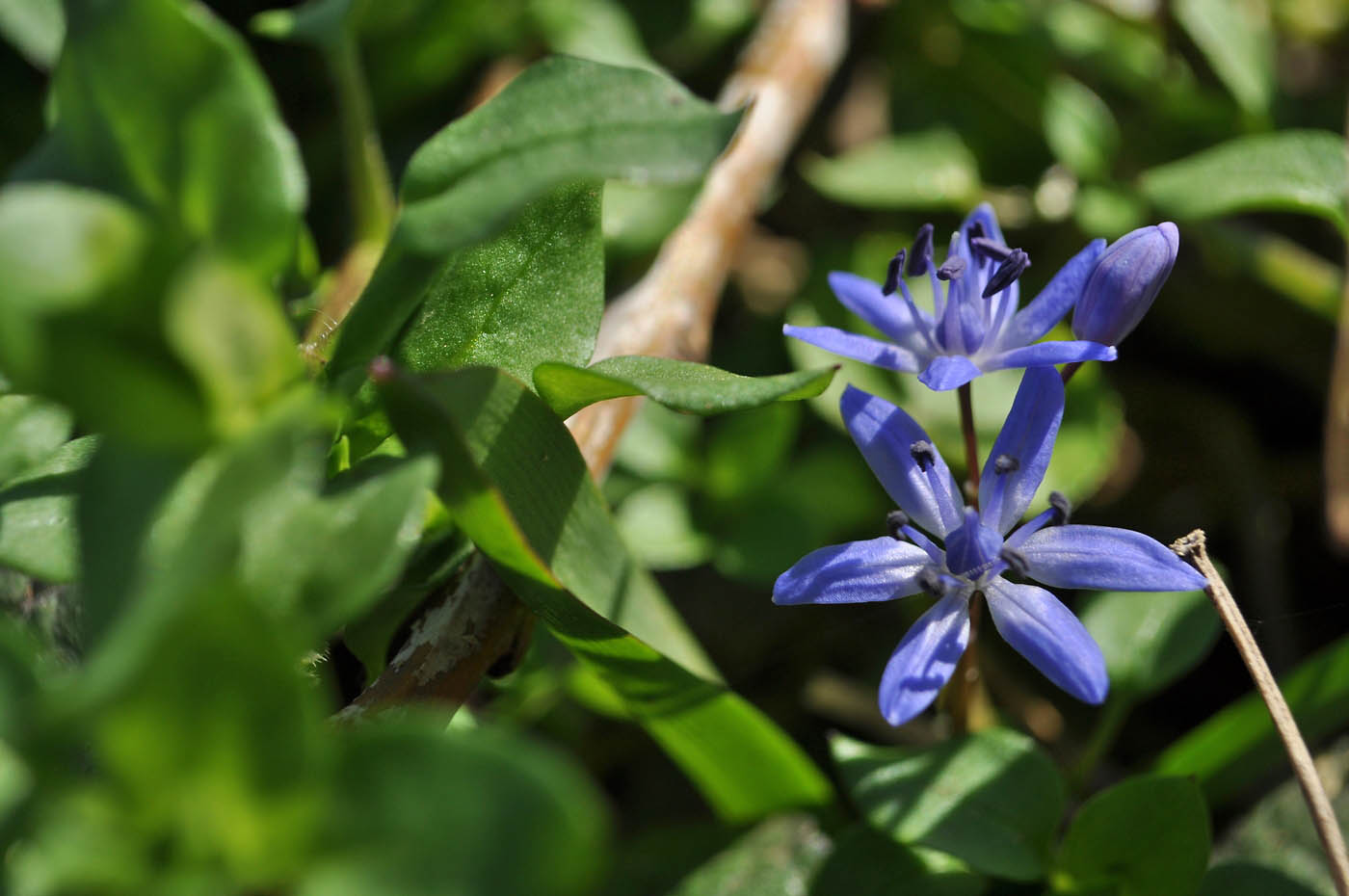 Изображение особи Scilla bifolia.