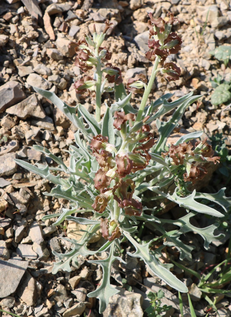 Image of genus Matthiola specimen.