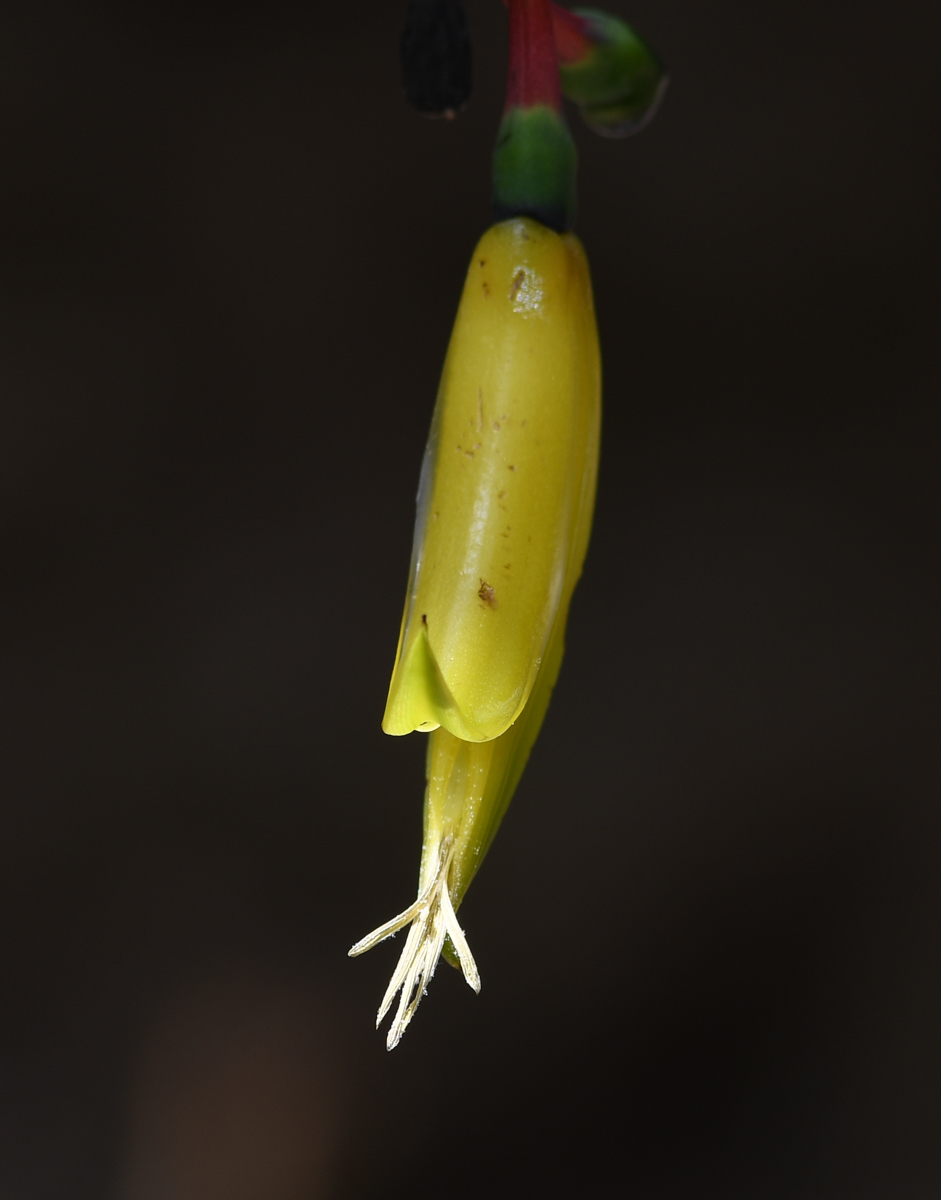 Image of Heliconia subulata specimen.