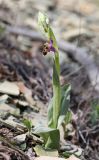 Ophrys oestrifera. Цветущее растение. Краснодарский край, м/о город-курорт Анапа, окр. с. Большой Утриш, можжевеловый лес. 3 мая 2021 г.