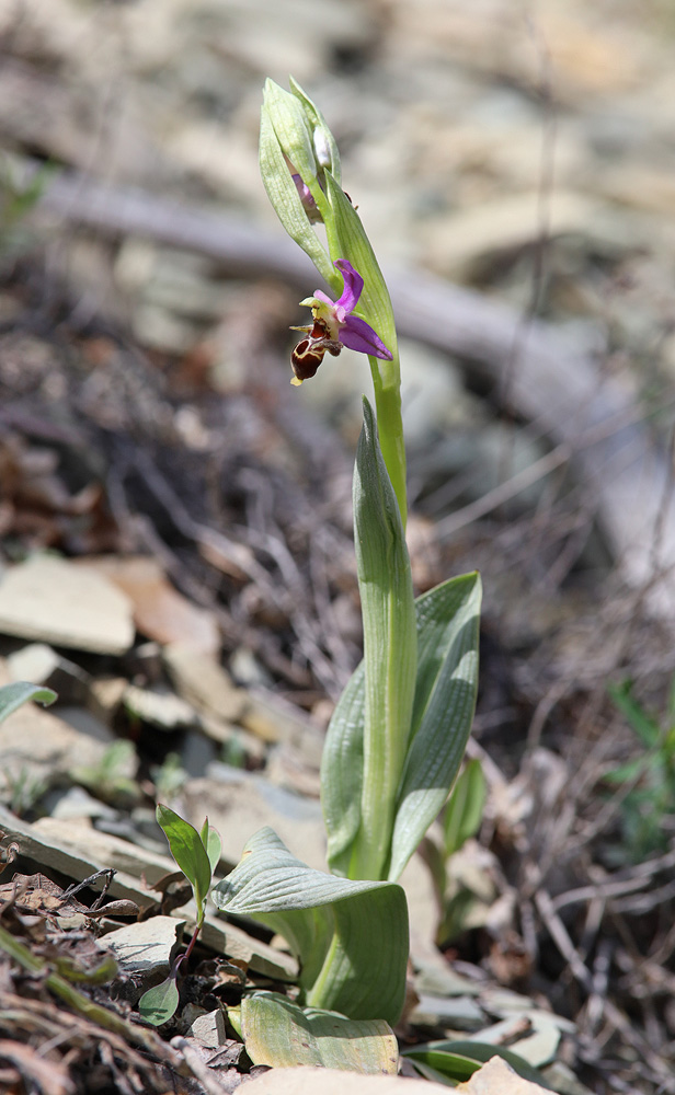 Image of Ophrys oestrifera specimen.