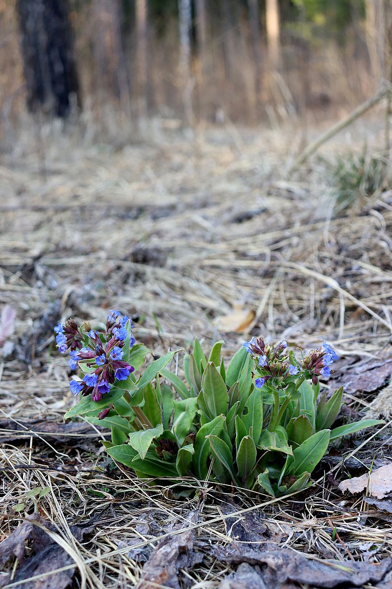 Изображение особи Pulmonaria mollis.