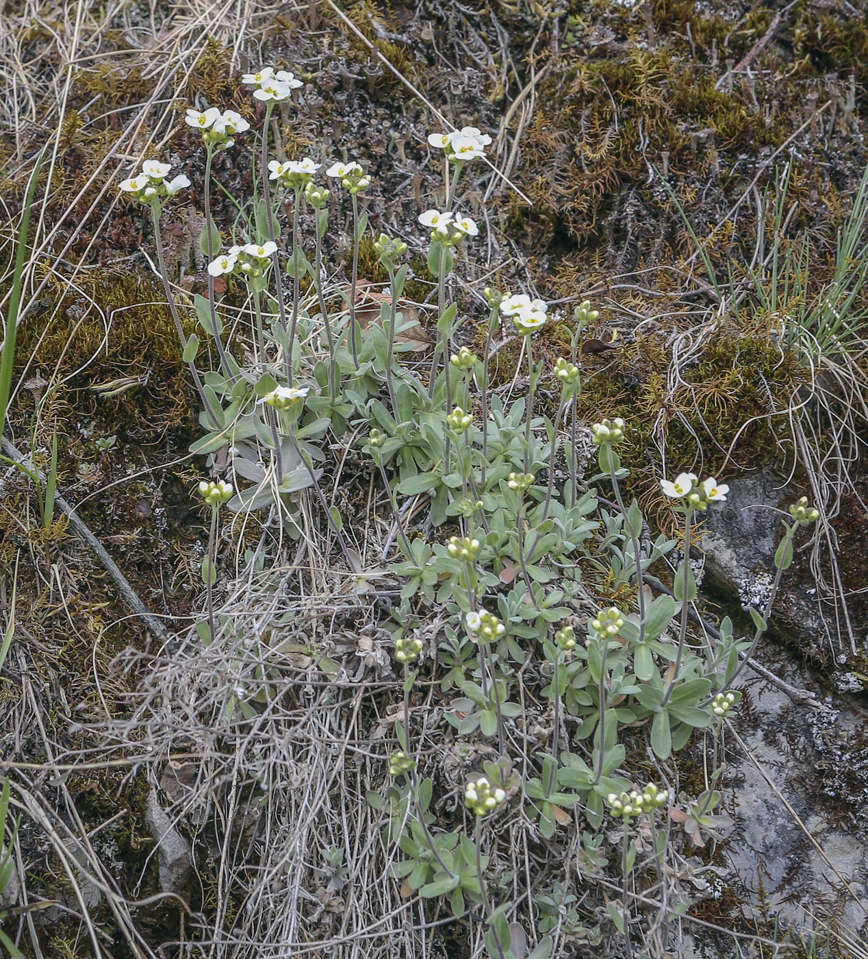 Изображение особи Schivereckia podolica.