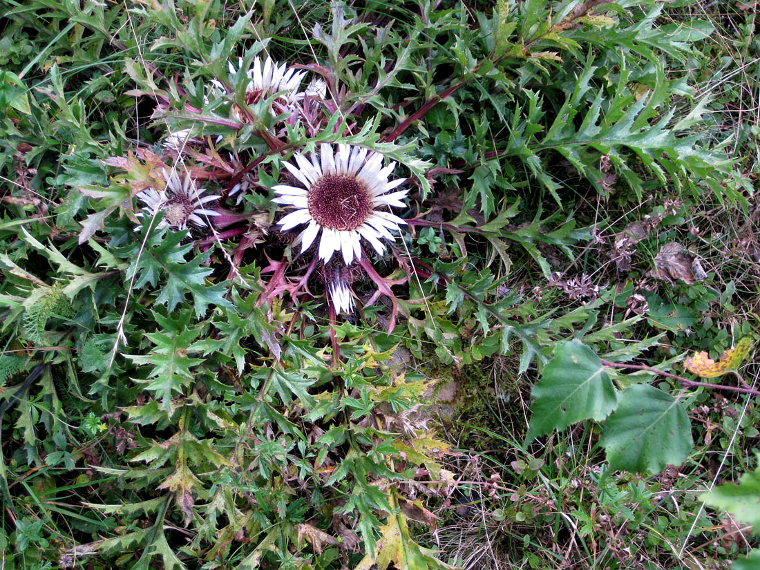 Изображение особи Carlina acaulis.