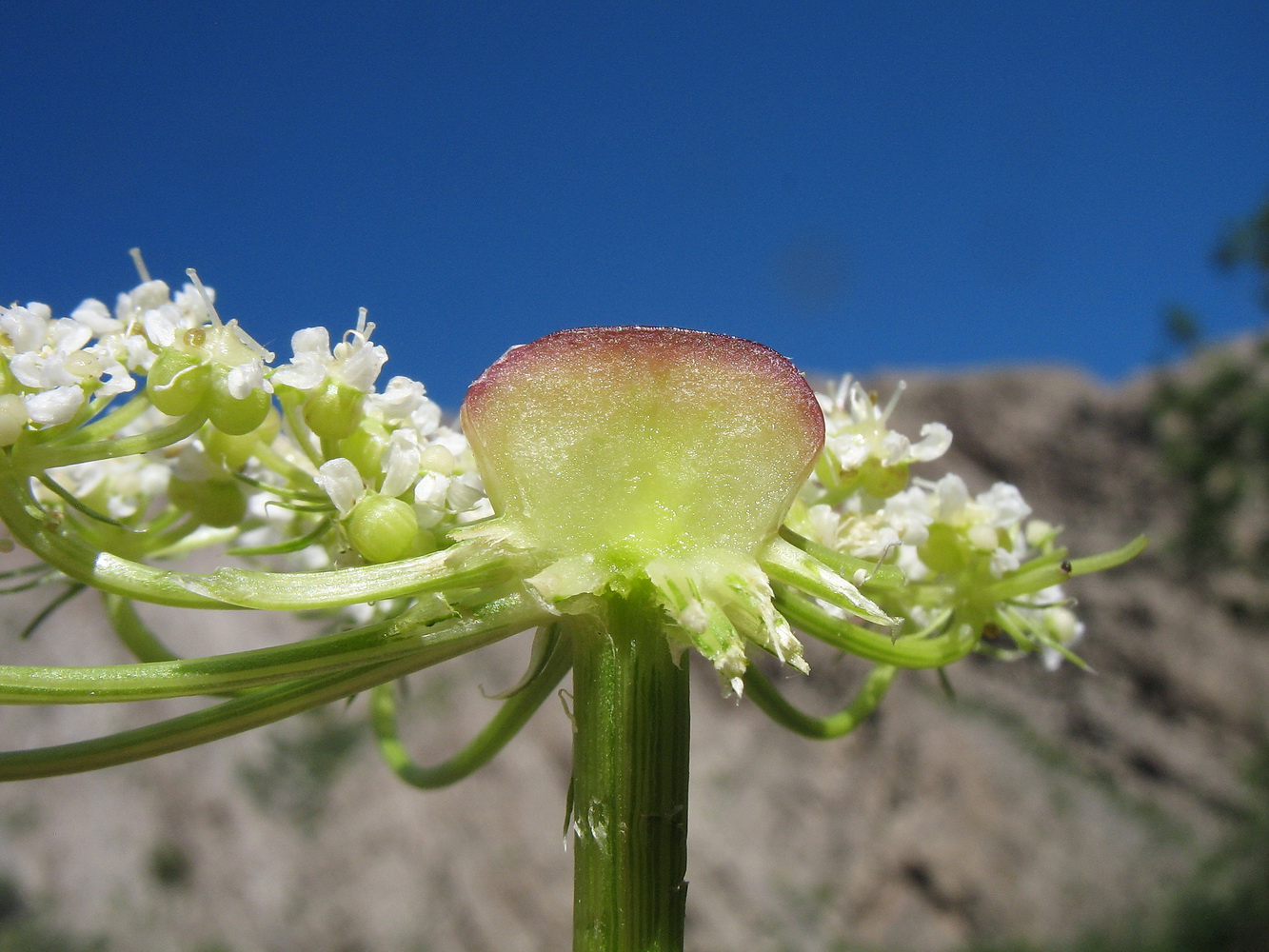 Image of Schrenkia involucrata specimen.