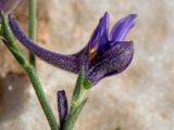 Delphinium peregrinum