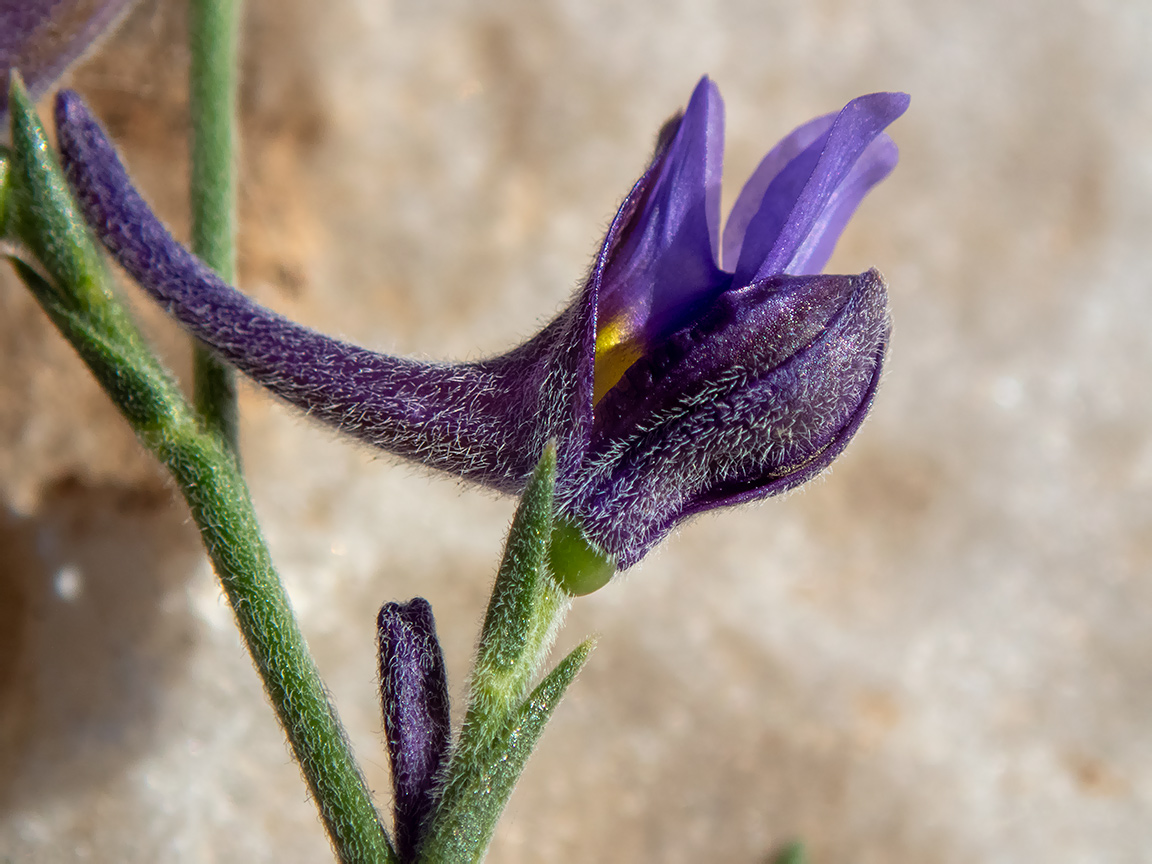 Image of Delphinium peregrinum specimen.