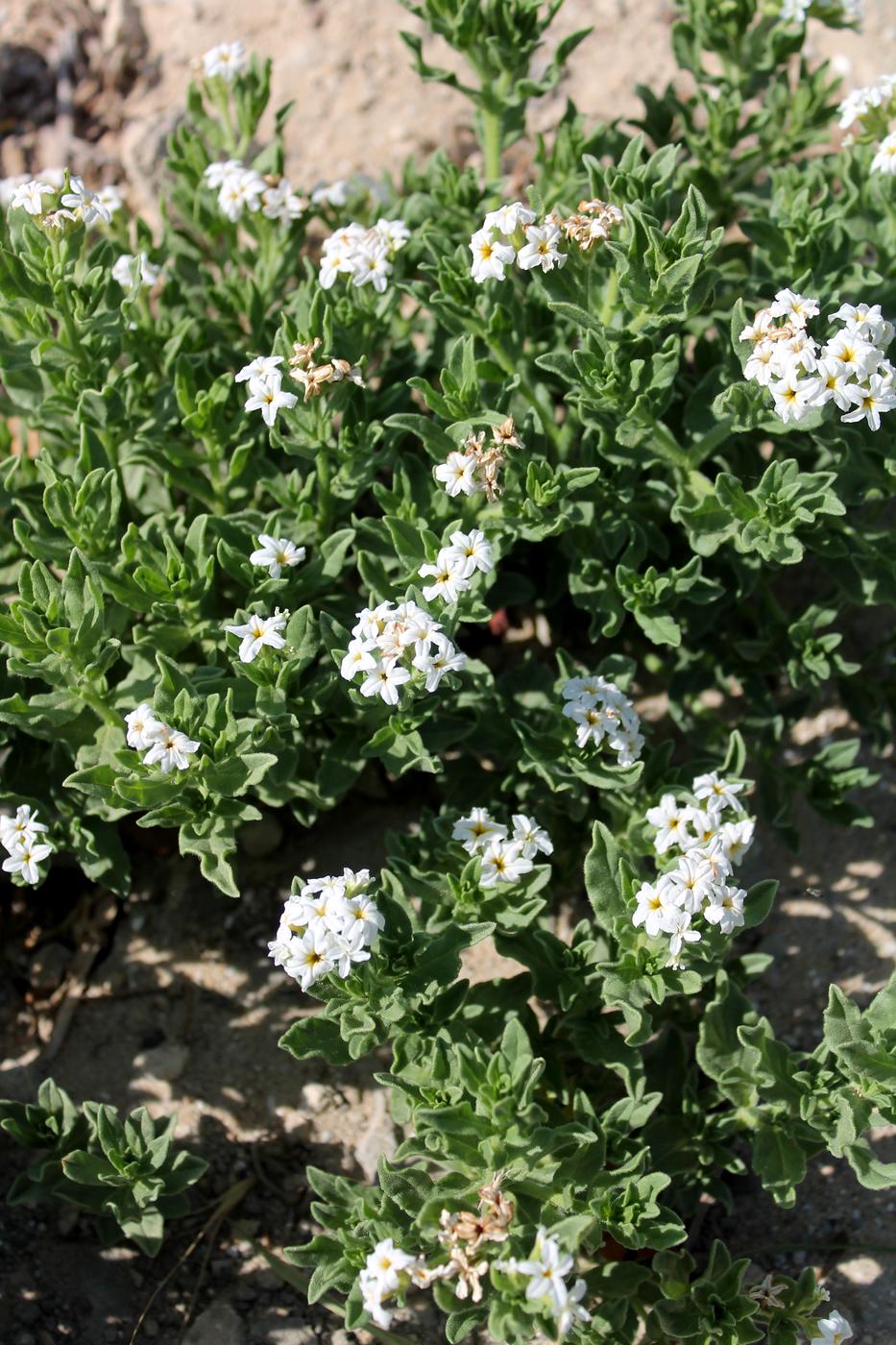 Image of Argusia sibirica specimen.