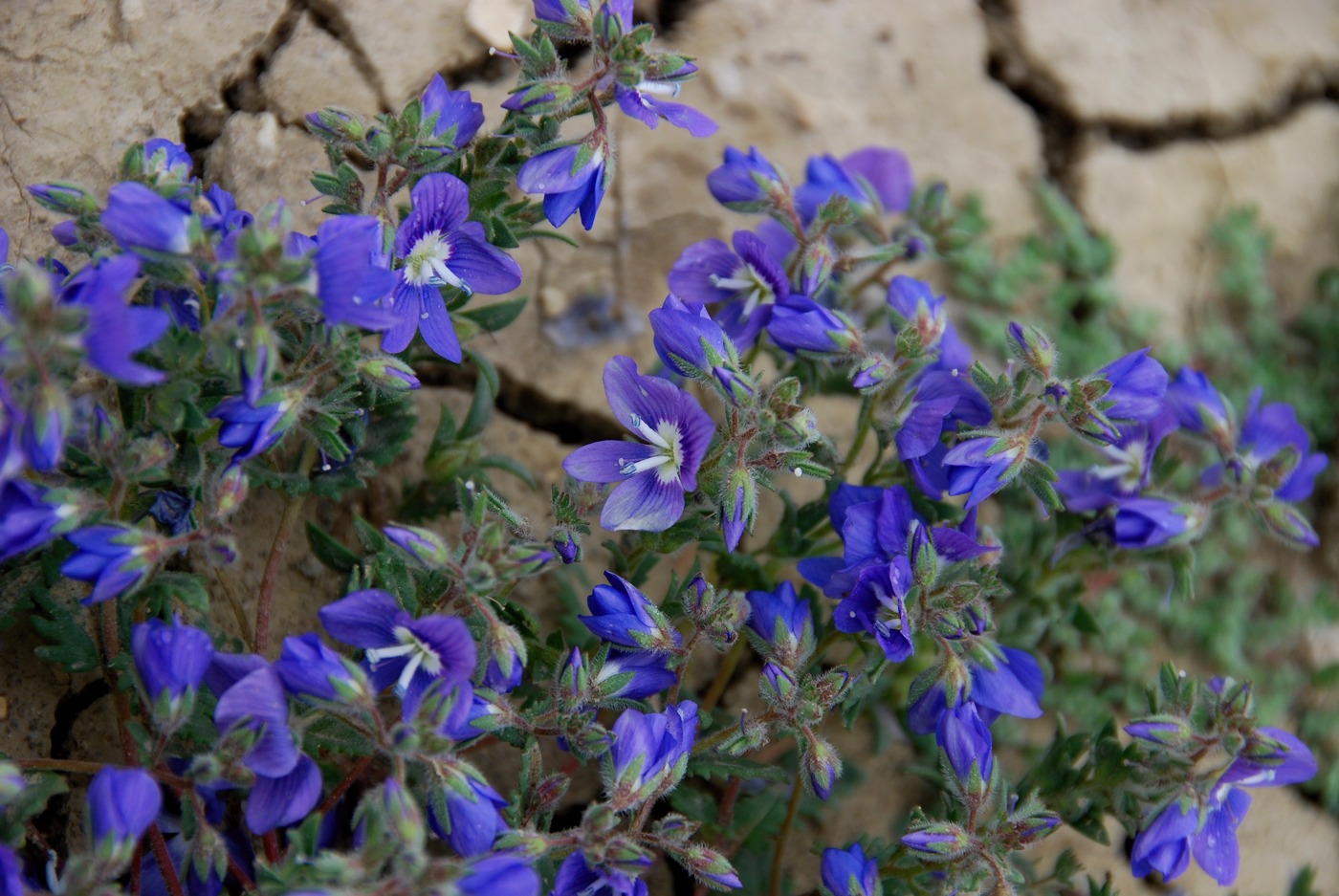 Image of Veronica amoena specimen.