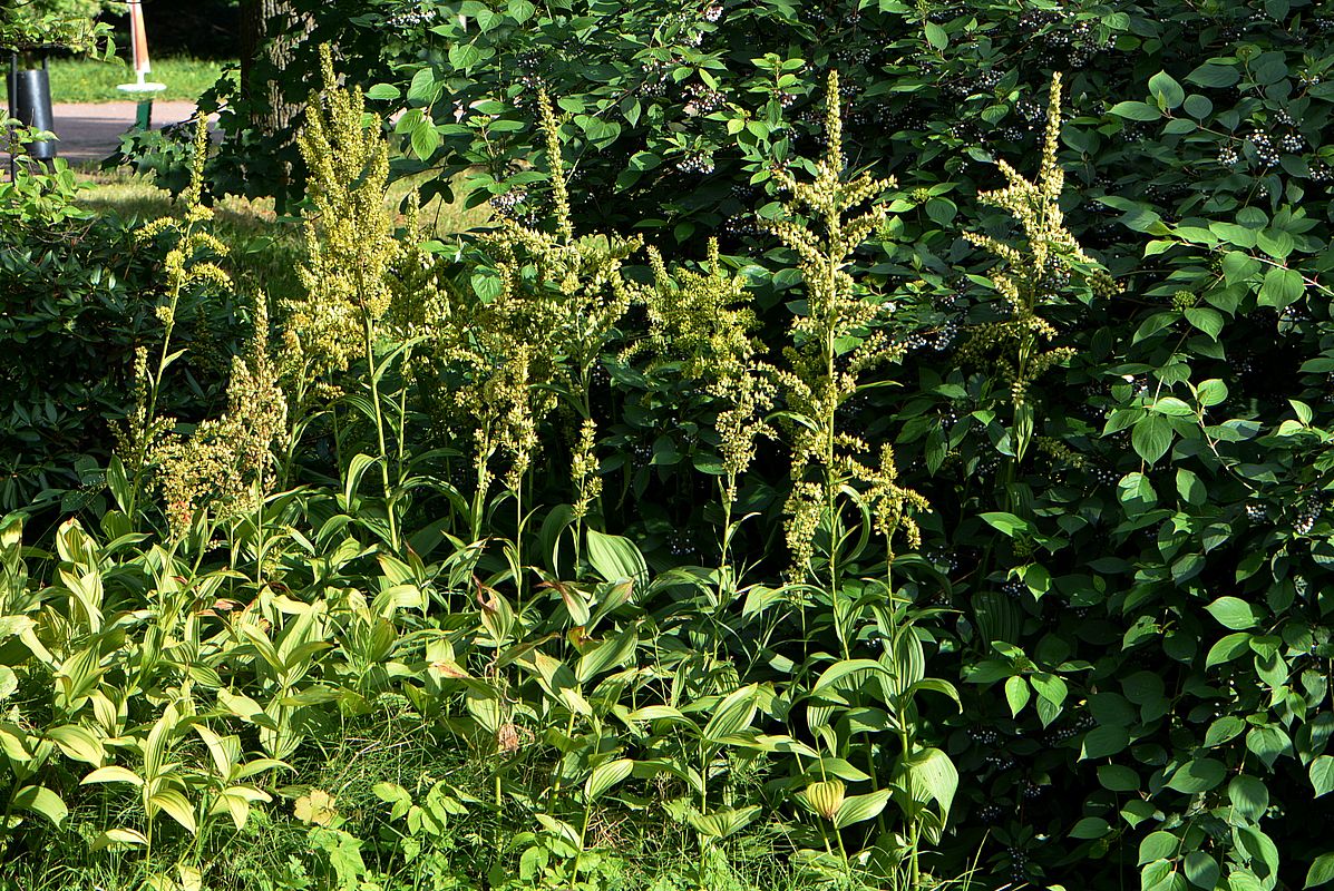 Image of Veratrum lobelianum specimen.