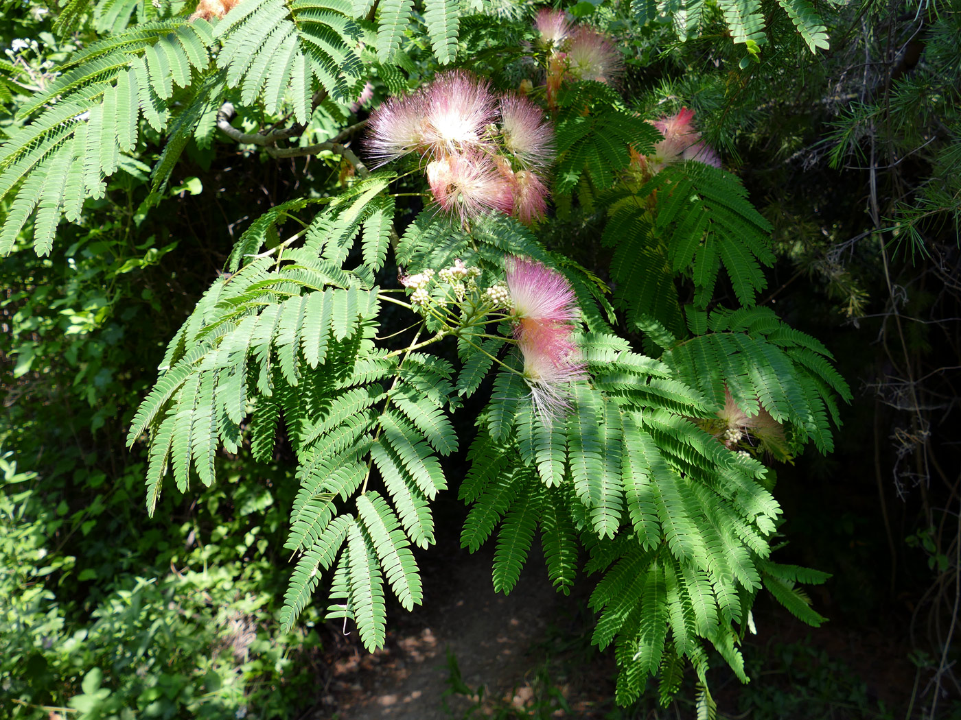 Изображение особи Albizia julibrissin.