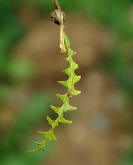 Image of Neotorularia contortuplicata specimen.