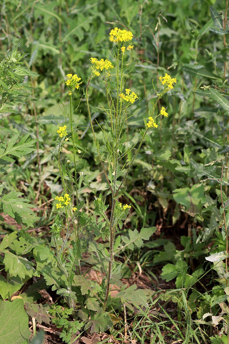 Image of Sisymbrium loeselii specimen.