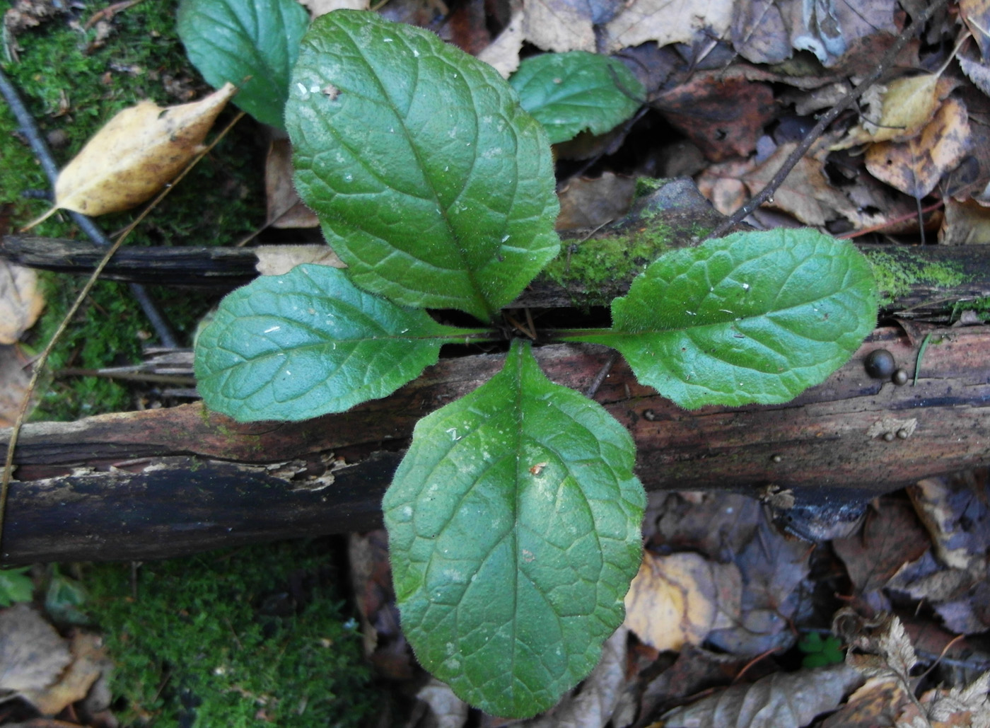 Image of Ajuga reptans specimen.