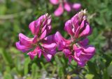 Onobrychis biebersteinii