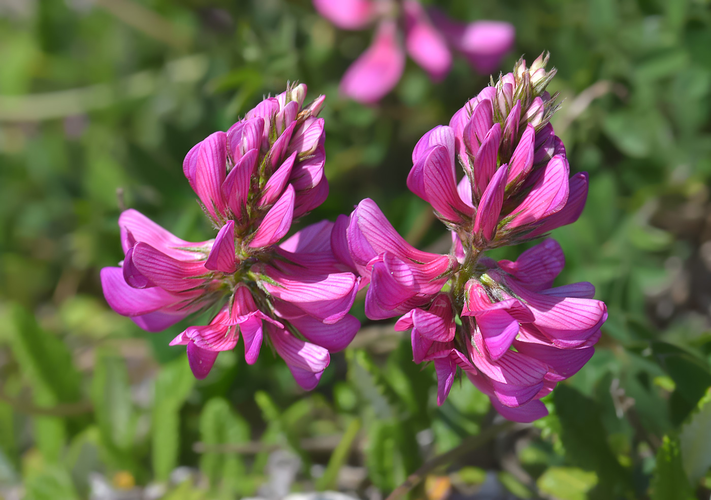 Изображение особи Onobrychis biebersteinii.