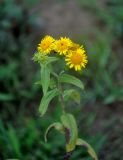 Inula britannica. Верхушка цветущего растения. Приморье, Партизанский р-н, бухта Триозерье, опушка дубового леса. 08.08.2021.