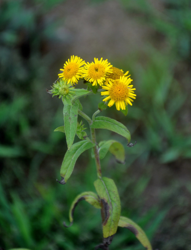 Изображение особи Inula britannica.