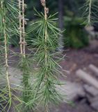 Larix decidua