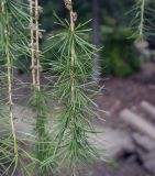 Larix decidua