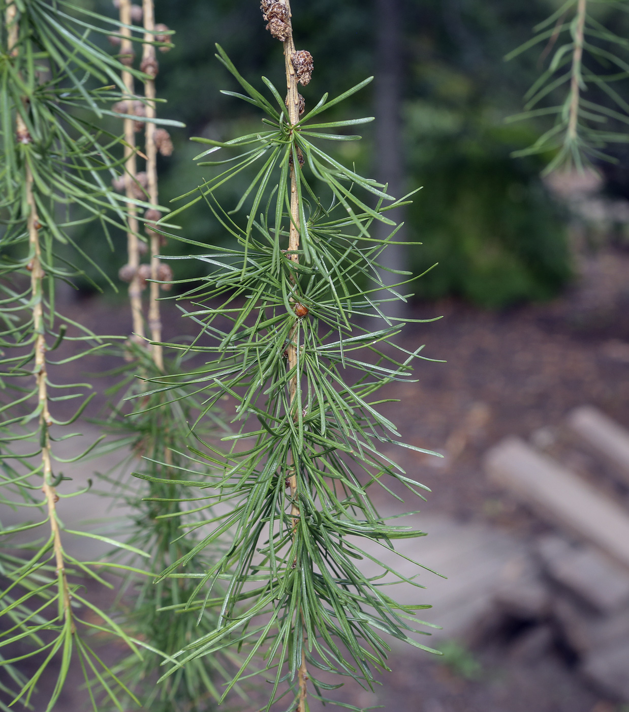 Image of Larix decidua specimen.