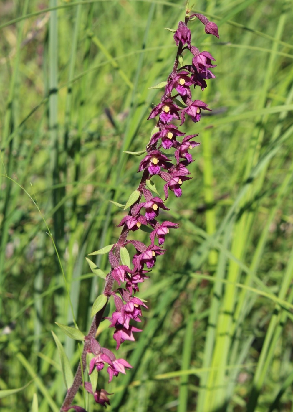 Image of Epipactis atrorubens specimen.