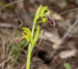 Ophrys подвид israelitica